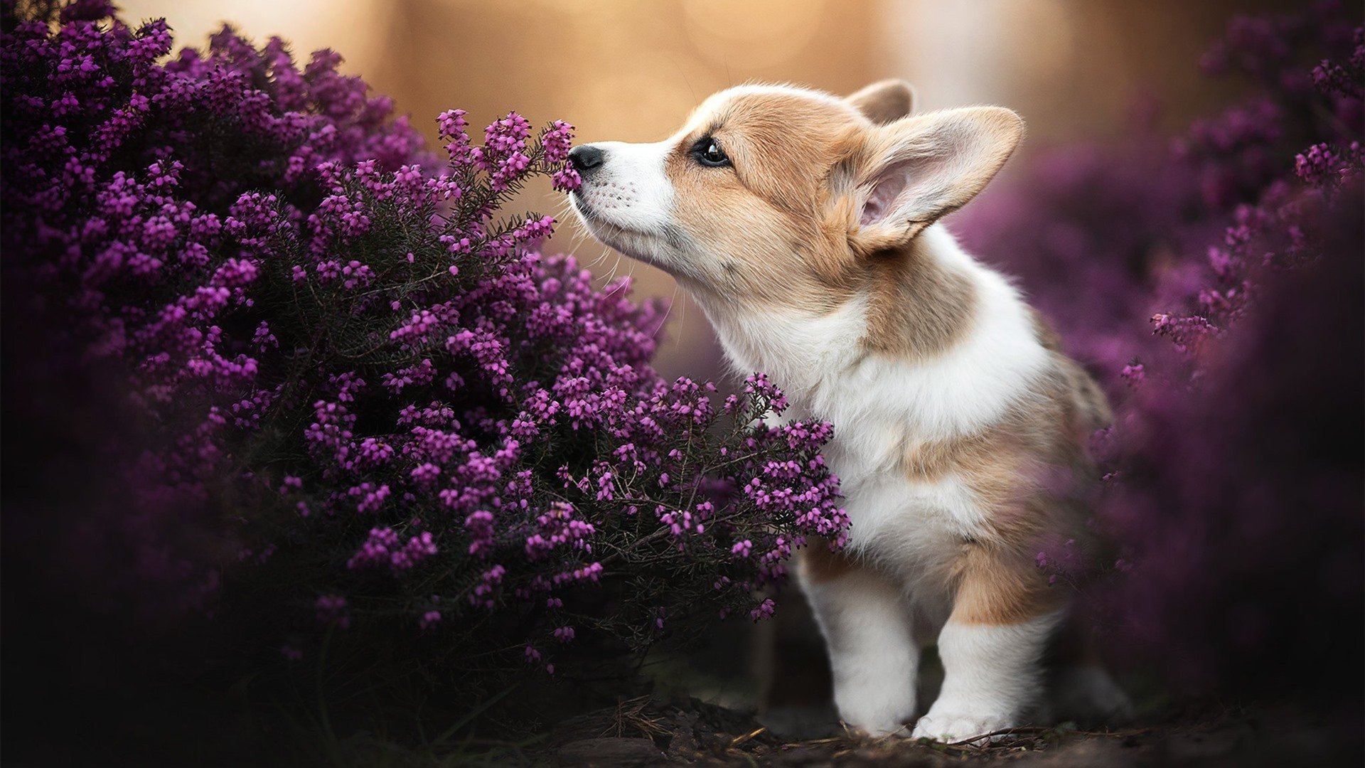 九游娱乐(jiuyou)官网-“足球+文化+旅游”产业融合创新成果在行业内不断深化，行业活力持续释放