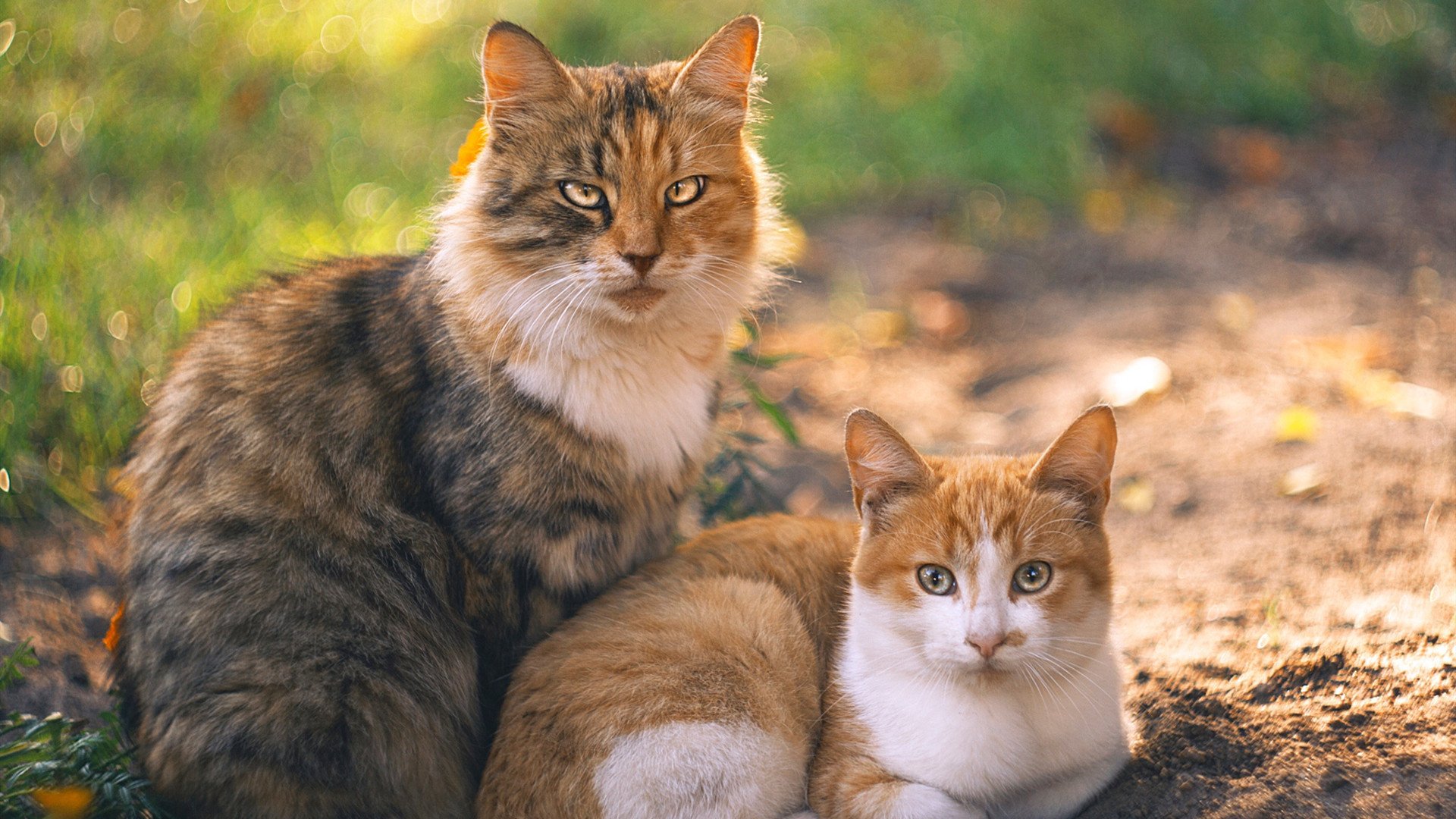 九游(jiuyou)官方网站-乌拉圭男足在巴黎奥运会比赛中表现出色，赢得铜牌，乌拉圭男子足球队