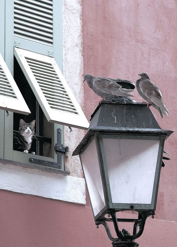 JIUYOU GAMING-关键时刻：王强最后三分稳住局势，锁定胜利！，王强1968